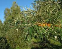 Hippophae rhamnoides - Branch with ripe fruits - Click to enlarge!