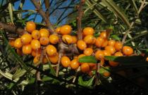 Hippophae rhamnoides - Fruits - Click to enlarge!