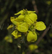 Hirschfeldia incana - Flower - Click to enlarge!