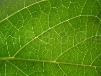 Hydrangea macrophylla - Leaf venation - Click to enlarge!
