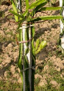 Hylocereus
			undatus - Click to enlarge!