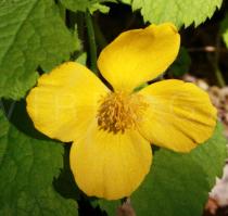 Hylomecon
			japonicum - Click to enlarge!
