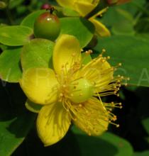 Hypericum androsaemum - Flower - Click to enlarge!