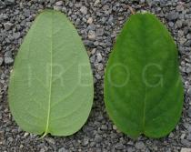Hypericum androsaemum - Upper and lower side of leaf - Click to enlarge!