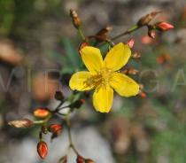 Hypericum linarifolium - Flower - Click to enlarge!