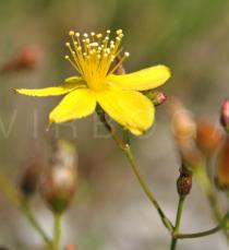 Hypericum linarifolium - Flower, side view - Click to enlarge!
