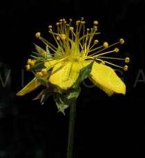Hypericum tetrapterum - Flower - Click to enlarge!