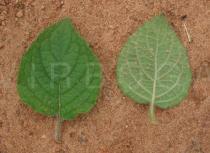 Hyptis suaveolens - Upper and lower surface of leaf - Click to enlarge!