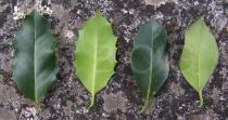 Ilex aquifolium - Top and lower side of leaf - Click to enlarge!