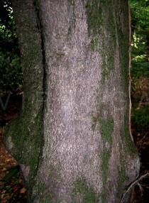 Ilex aquifolium - Bark - Click to enlarge!