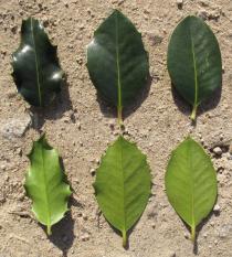 Ilex aquifolium - Upper and lower surface of leaves - Click to enlarge!