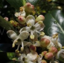 Ilex aquifolium - Flowers - Click to enlarge!