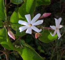 Jasminum dichotomum - Flowers - Click to enlarge!