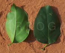 Jasminum dichotomum - Upper and lower surface of leaf - Click to enlarge!