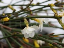 Jasminum nudiflorum - Flower, side view - Click to enlarge!