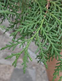 Juniperus chinensis - Twig - Click to enlarge!