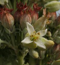 Kalanchoe thyrsiflora - Flower - Click to enlarge!