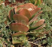 Kalanchoe thyrsiflora - Plant habit, vegetative stage - Click to enlarge!