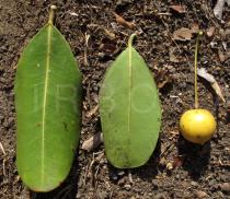 Labramia bojeri - Upper and lower surface of leaf and fruit - Click to enlarge!