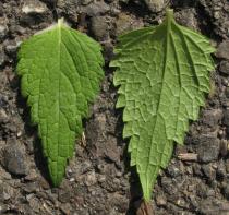 Lamium album - Upper and lower surface of leaf - Click to enlarge!