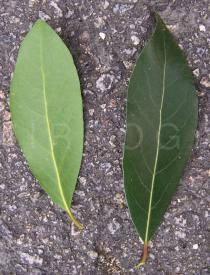 Laurus nobilis - Top and lower side of leaf - Click to enlarge!