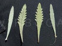 Lavandula dentata - Upper and lower surface of leaves - Click to enlarge!