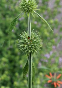 Leonotis
			leonurus - Click to enlarge!