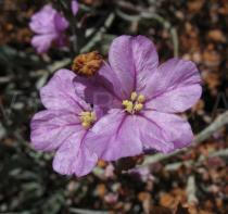 Limoniastrum monopetalum - Flowers - Click to enlarge!