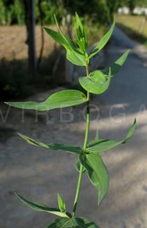 Linaria triornithophora - Twig - Click to enlarge!