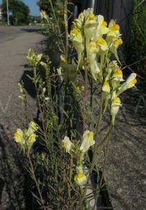 Linaria vulgaris - Inflorescence - Click to enlarge!