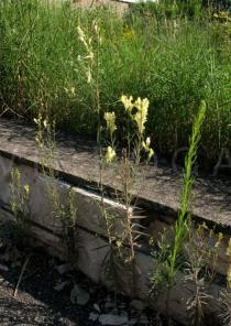 Linaria vulgaris - Habit - Click to enlarge!