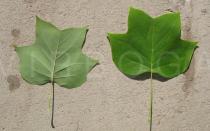 Liriodendron tulipifera - Top and lower side of leaf - Click to enlarge!