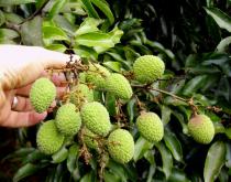 Litchi chinensis - Fruits - Click to enlarge!