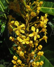 Lophanthera lactescens - Inflorescence, close-up - Click to enlarge!