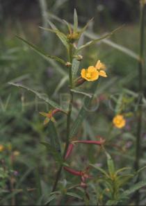 Ludwigia hyssopifolia - Flowering branch - Click to enlarge!