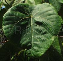 Macaranga grandifolia - Upper surface of leaf blade - Click to enlarge!