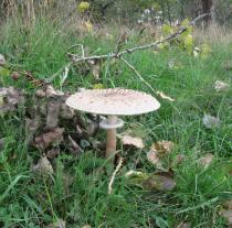 Macrolepiota
			procera - Click to enlarge!