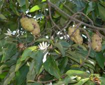 Magnolia baillonii - Branches with flowers and fruits - Click to enlarge!