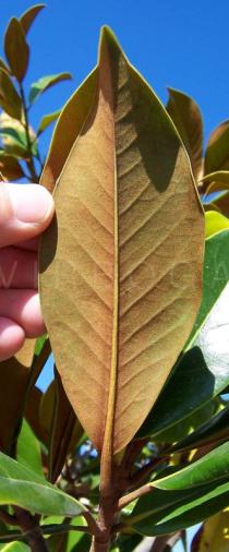 Magnolia grandiflora - Leaf lower side - Click to enlarge!