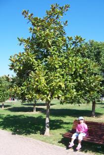 Magnolia grandiflora - Habit - Click to enlarge!