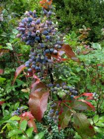 Mahonia aquifolium - Infructescence - Click to enlarge!