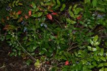 Mahonia aquifolium - Habit - Click to enlarge!