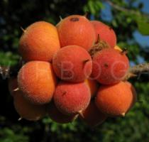 Malacantha alnifolia - Fruits - Click to enlarge!