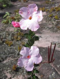 Mandevilla bahiensis - Flowers - Click to enlarge!