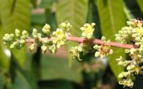 Mangifera indica - Flowers - Click to enlarge!