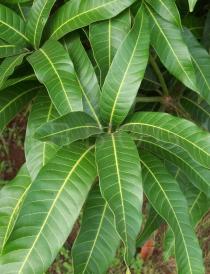 Mangifera indica - Leaves - Click to enlarge!