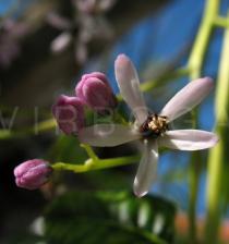 Melia azedarach - Flower - Click to enlarge!