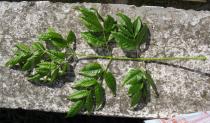 Melia azedarach - Upper side of leaf - Click to enlarge!