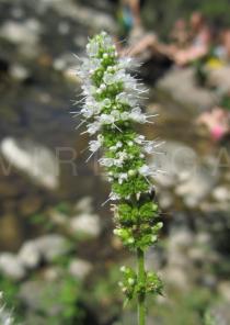 Mentha suaveolens - Inflorescence - Click to enlarge!