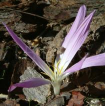 Merendera montana - Single flower - Click to enlarge!